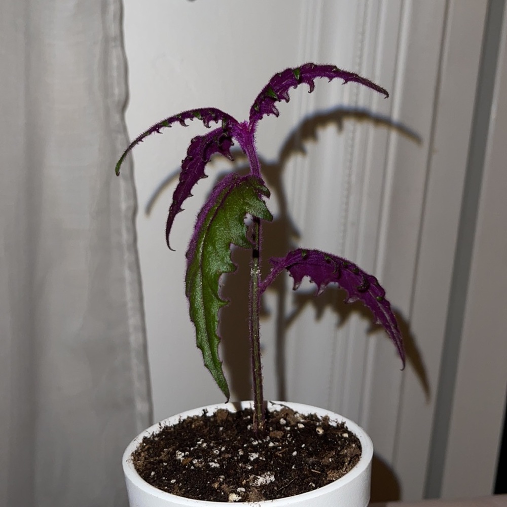 Live!!!  Purple Velvet Potted Plant - Picture 12 of 14